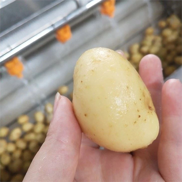 Industable Vegetable Washing Machine For Home/Restaurant/ Hotel/ School/ Restaurant